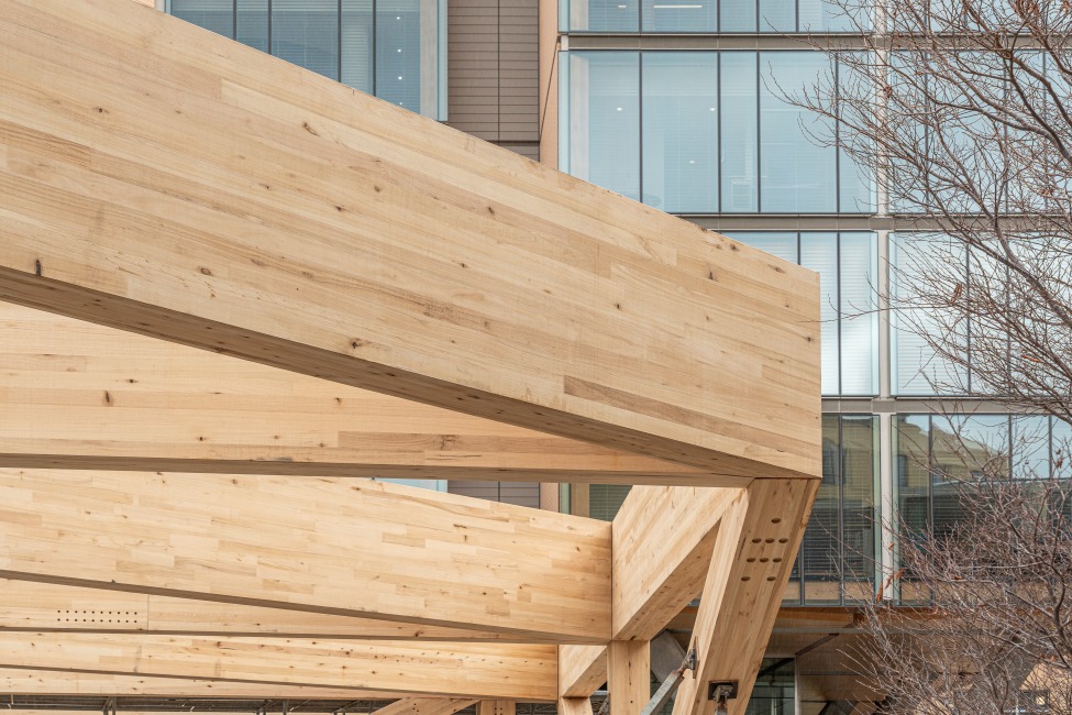 Under construction - the LUMINA event space at The Tasman hotel in Hobart featuring ASH's Plantation Oak mass engineered timber columns and beams.